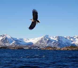 An eagle flies sideways, the blue sky behind it, snowy mountains and the blue sea below.