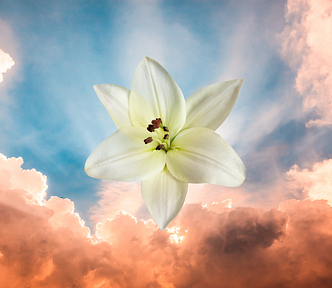 A white lily: symbol of hope in grief