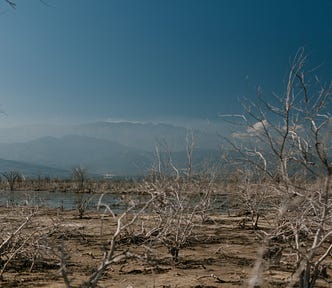 Dry plants on shore of calm reservoir