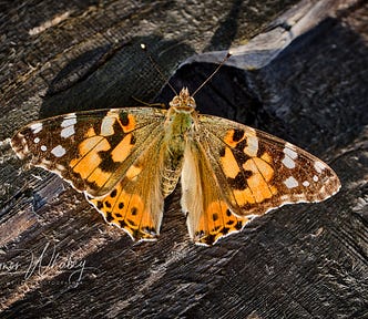 An orange butterfly with its wings spread