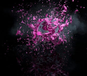Pink flower exploding on black background