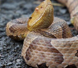 A copperhead snake on concrete with its head and eyes facing the sky.