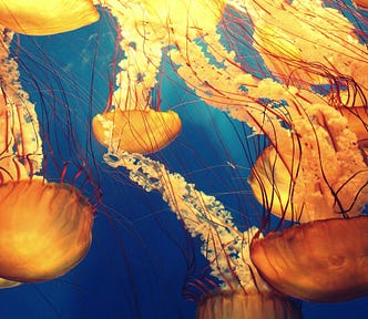 Illustration of a bloom of jelly fish on a blue background