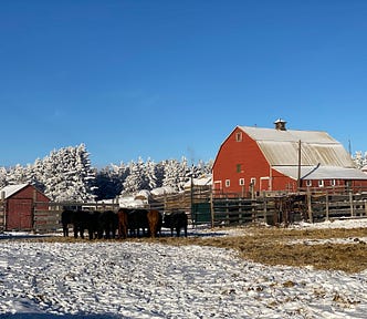 A red barn in a snowy farm with blue sky and cows feeding.