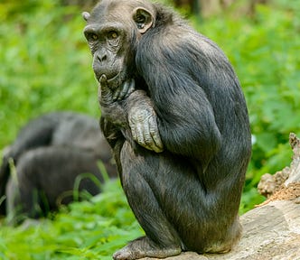 Study on Chimp Menopause