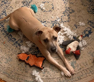 Lydia, a fawn-colored pittie, looking concerned among her shredded stuffed toys.