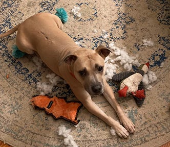 Lydia, a fawn-colored pittie, looking concerned among her shredded stuffed toys.