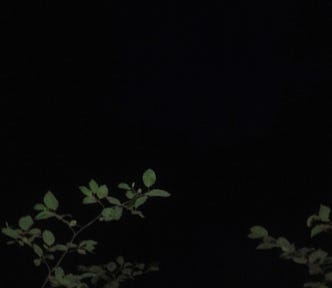 Dark night sky with half-moon in background. Tree branches with green leaves illuminated in foreground.