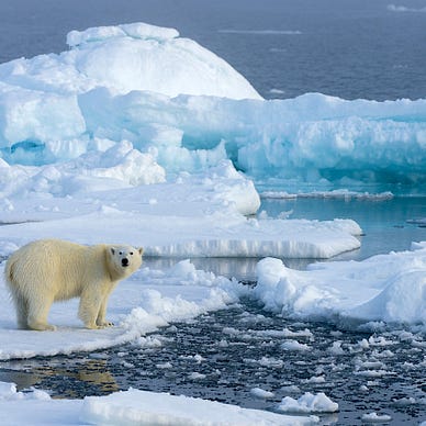 #SeaIce #PolarBear #ClimatChange