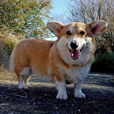A Pembrokeshire corgi standing on a rural path