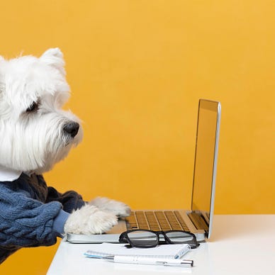 Picture of a dog dressed as a businessman, staring at a laptop screen. Spectacles and a notepad are by the side of the laptop. Bright yellow background.