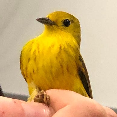 Yellow warbler being held in a person’s hand