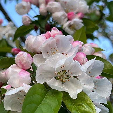 White crabapple blossoms tinged with pink, open and opening.