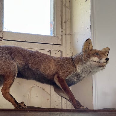 Photo of a stuffed fox stored away on a shelf in a French Chateaux