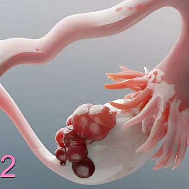 Image shows an overall pink sketch of an ovary and fallopian tube. On the left of the image is the round shape of the uterus.