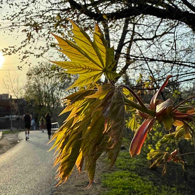 A close-up of a branch with young, green leaves and buds in the foreground. The background shows a paved path with a few people walking, trees with sparse leaves, and the sun setting, casting a warm glow over the scene. The image captures the essence of spring with new growth on the trees and a serene, natural setting.