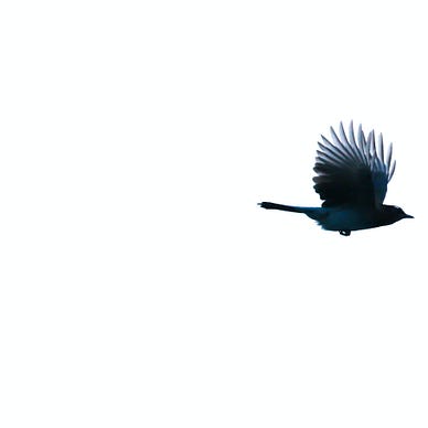 black bird or crow with wings upturned flying at the top right corner of an all white background