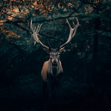 front-facing profile of a male deer with large antlers, emerging from a dark cave, fall foliage above