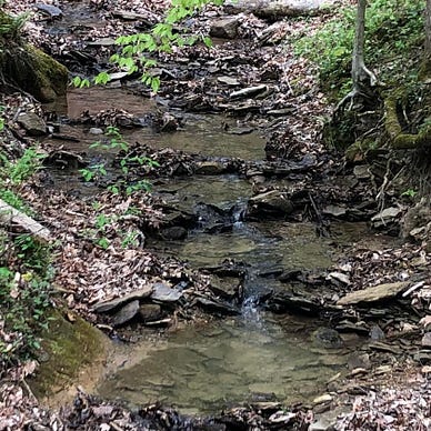 A shallow creek running through the bed with straggling spring plants along the edges