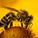 Image 2: Nectar