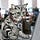 Tobby Kitty