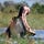 Into the Okavango