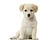 Puppy Leaks