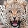 Forex Leopard