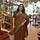 jayshree rathi