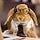 Mr.Rabbit