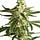 Where to buy weed