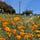 Potrero Commons