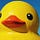 Not A. Duck