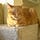 Pet Nutrition