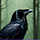 Raven
