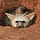Aardwarewolf
