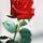 Gul_naaz