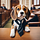 The Legal Beagle