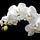 Financial Orchid