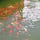 Afishamongmany