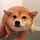 Impossible Shibe