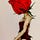 Roses Have Thorns