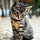 Cuurious caat