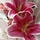 gloriouslily