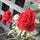 Red Rose