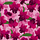 Cattleya