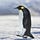masterpenguin