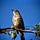 Marvis The Thrush