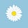 White Daisy