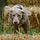 Force-free dog training